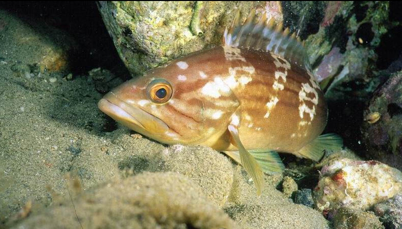 Epinephelus costae (Cernia dorata)